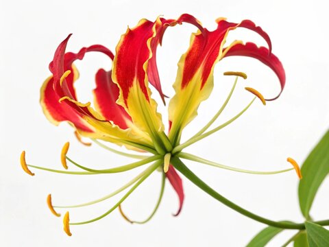 Gloriosa &ndash; Red yellow gloriosa flame lily reflexed petals with long stamens, isolated on white background.