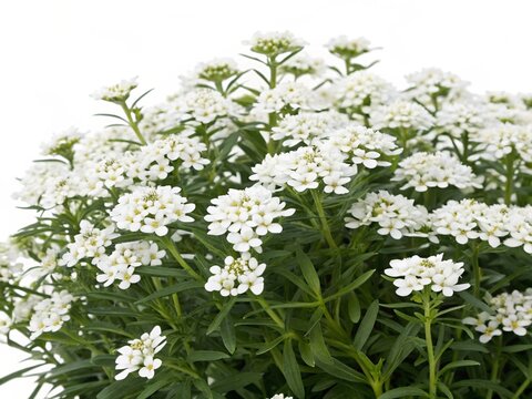 Iberis &ndash; White iberis candytuft dense clustered blossoms with fresh green foliage, isolated on white background