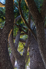 Obraz premium Tall Pine Trees With Intertwined Trunks In Forest