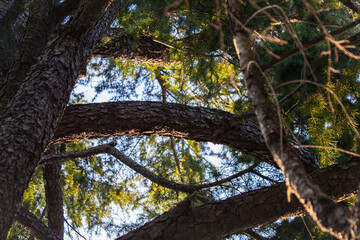 Fototapeta premium Sunlight Through Branches Of Tall Pine Trees Forest