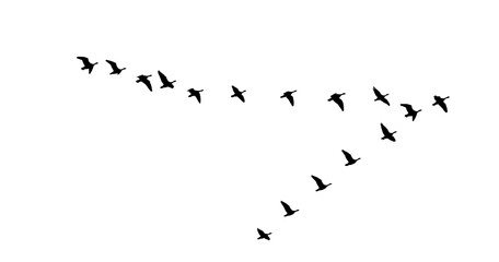 Png flock of birds flying in sky isolated clear background © Design Zone