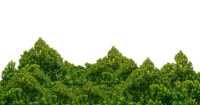 Green Trees on transparent background. are Forest and foliage in summer for both printing and web pages with cut path and alpha channel