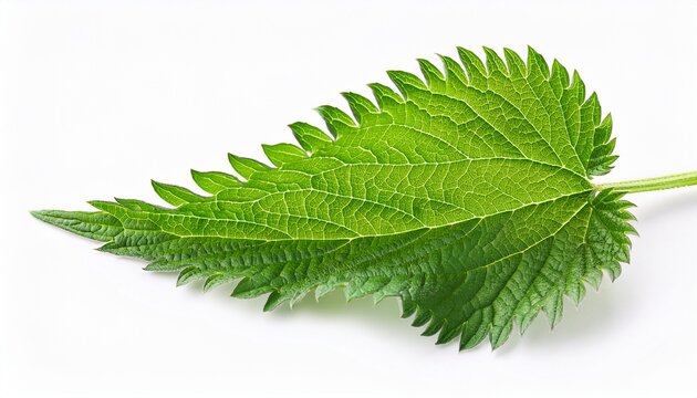 green stinging nettle plant leaves isolated on white or white background