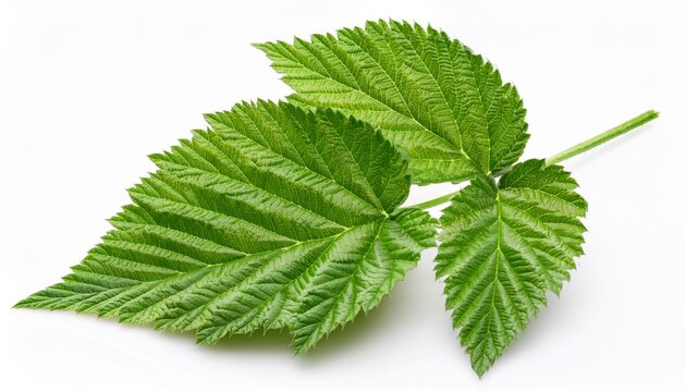 vibrant green raspberry leaf with serrated edges and prominent veins isolated on white or white background