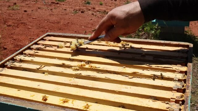 Bees are busy on honeycomb frames as beekeepers inspects hive in backyard setting