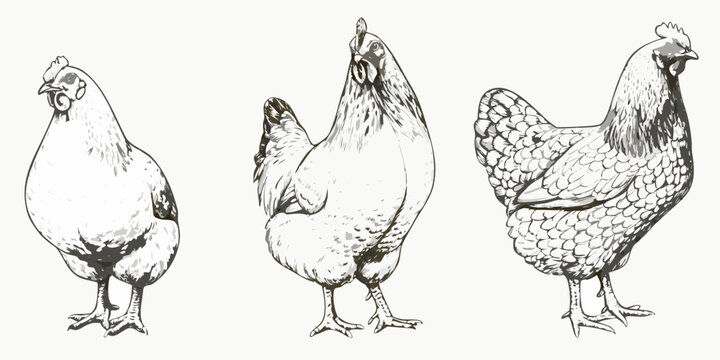 Pen And Ink Sketches Of Chickens Detailed Line Art Illustration