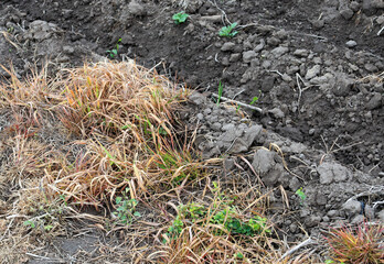 Fototapeta premium Plowed fertile black soil borders dry yellowed grass and the first green weeds. The agricultural field is prepared for planting or shows the effects of herbicide treatment. Soil texture and dry plants