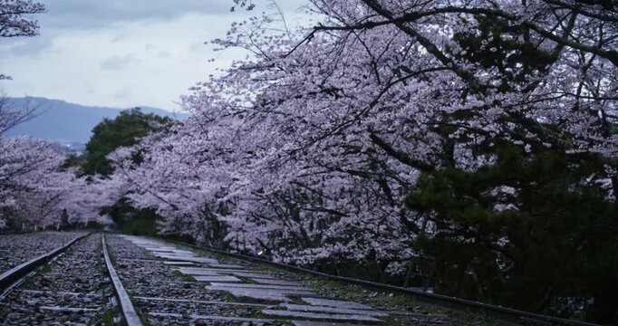 Wide shot of rails and stone path near beautiful spring cherry blossom trees - wide shot