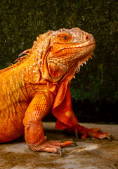 Fototapeta premium A close-up of an iguana. A beautiful, multicolored lizard with vibrant, colorful skin. An exotic, tropical animal.