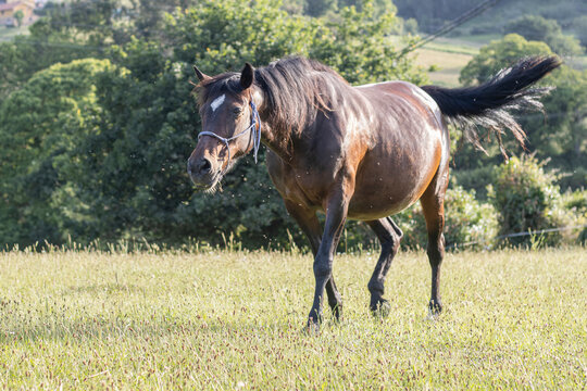 bay mare walking through the countryside