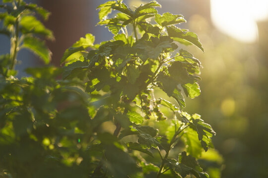 A redcurrant bush with clusters of green berries in the sunlight. Picturesque background.