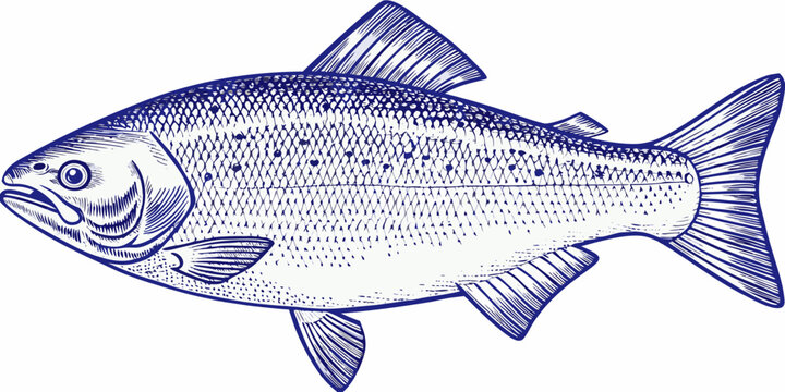 Detailed Fish Engraving A Blue Line Art Illustration On White Background
