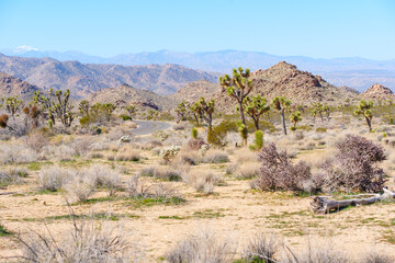 Naklejka premium Joshua Trees and Winding Road in Joshua Tree National Park Landscape