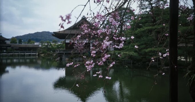 Tracking shot alongside pond near spring cherry blossoms and old Japanese structure as it rains