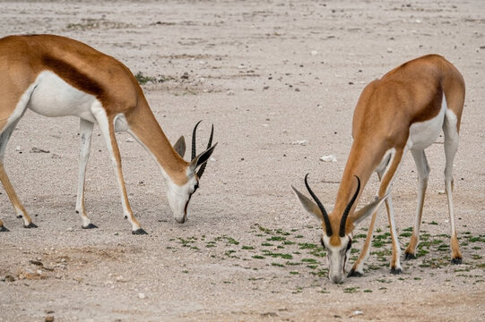 Photograph- NOT AI Generated-africa-namibia-extreme-close-up-two-springbok-antelopes-desert-sand-grazing