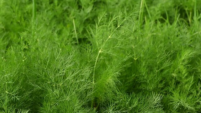 Lush young green dill shoots swaying in wind on field. Fresh herbs growing for cooking and food preparation.