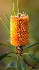 Obraz premium Close up of a ripe corn tassel in field.