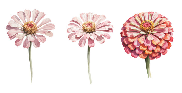Soft pastel zinnia flower botanical watercolor artwork with natural floral details.