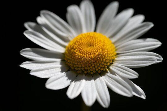 A close-up of a blooming daisy against a dark background. The pollen is clearly visible.