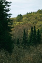 Fototapeta premium Dark Pines