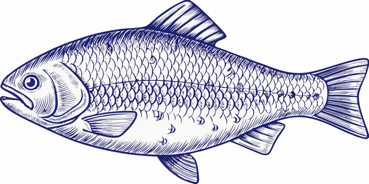 Fish Engraving A Detailed Blue Line Art Illustration On White Background