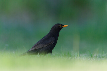 Fototapeta premium Male common blackbird standing on green grass lawn, Turdus merula