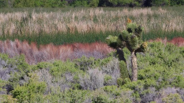 A mature Joshua Tree thrives beside the colorful marsh on the White River in Pahranagat National Wildlife Refuge in Nevada