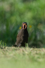 Fototapeta premium Male common blackbird with earthworms in its beak on green grass, Turdus merula. Common bird in Czech republic.