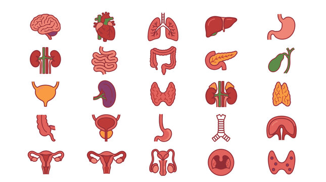 Human Internal Organs Illustration Set.