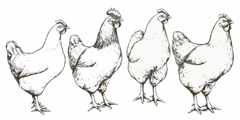 Pen And Ink Sketches Of Chickens On White Background © Sanjoy