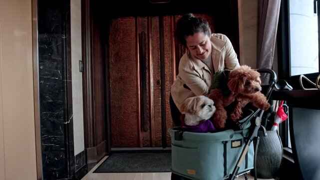 Woman preparing her two small dogs for a walk in a stroller
