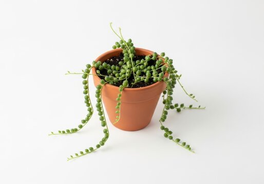 String of pearls succulent plant in a terracotta pot isolated on white background