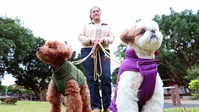Woman with a poodle and shih tzu posing in the park