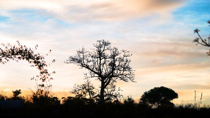 Naklejka premium Silhouette of a Bare Tree Against Mountain Sky at Dusk