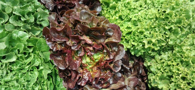 salade