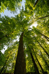 Fototapeta premium Morning sunlight shining through a green forest with trees, leaves, and lush natural landscape