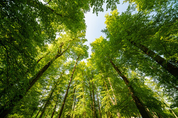 Fototapeta premium Sun rays shining through forest trees in a green summer landscape with natural light and foliage