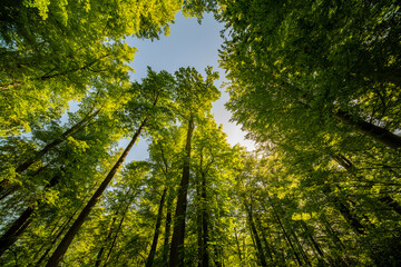 Fototapeta premium Sun rays shining through green forest trees in the morning nature landscape with fresh green leaves and peaceful woodland scenery
