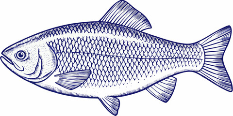 Detailed Fish Engraving A Vintage Style Illustration With Fine Lines © Sourav