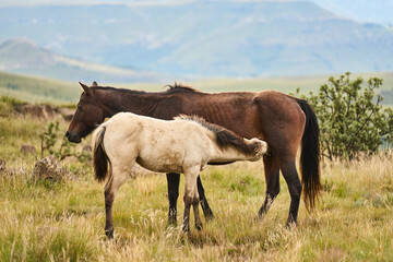 Fototapeta premium Brown Mare And Foal Nuzzling, Grassland. Misty Drakensberg Backdrop With Rolling Hills, Soft Warm Light,