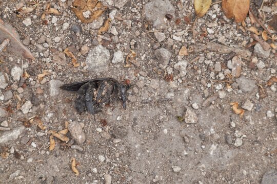 Dead Bee On Gravel Ground Close-Up Photo Showing Insect Body and Natural Decay