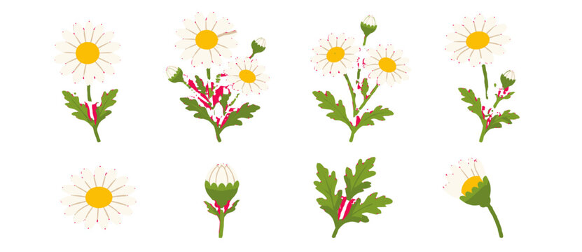Hand drawn daisy flower set with buds, stems and green leaves
