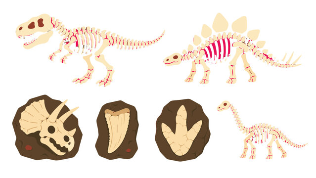 Cartoon dinosaur skeletons and fossils isolated on white