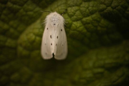 White Ermine Moth (Spilosoma lubricipeda) Resting on Green Leaf &ndash; Macro Wildlife Photography
