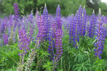 Obraz premium Field of purple lupines in a summer meadow