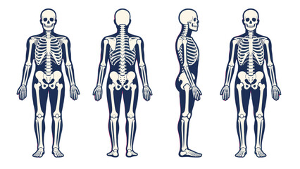 Human skeleton anatomy set with front back and side views © icon_art