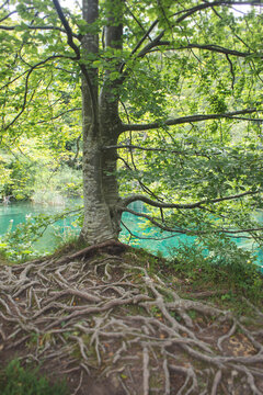 Extensive tree root system sprawling across the ground beside a vibrant turquoise lake