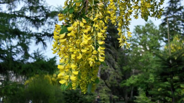 A view of the bright yellow flowers of a flowering Laburnum tree swaying in the wind.