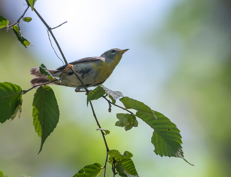 Northern Parula Warbler bird foraging on Ironwood tree branch