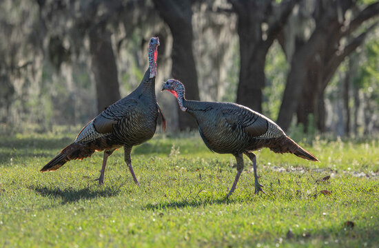 pair of Wild Turkey hens forage grass horse pasture in FLorida